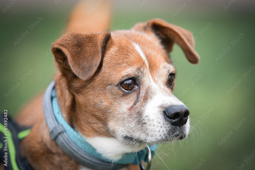 Portrait of a rescued dog taken during his regular walk