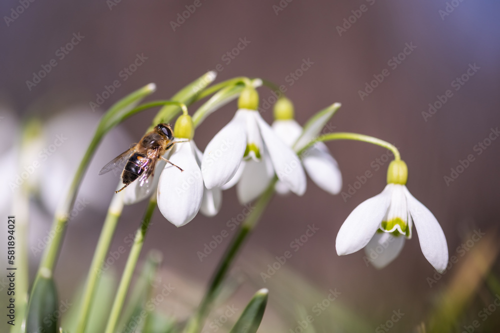 A working bee collecting pollen on a white snowdrop flower on spring meadow. Macro photography A working bee collecting pollen on a white snowdrop flower on spring meadow. Macro photography