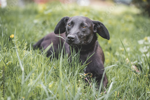 Beautiful young  black dog from Serbian dog's shelter lying on the grass and posing for a photo