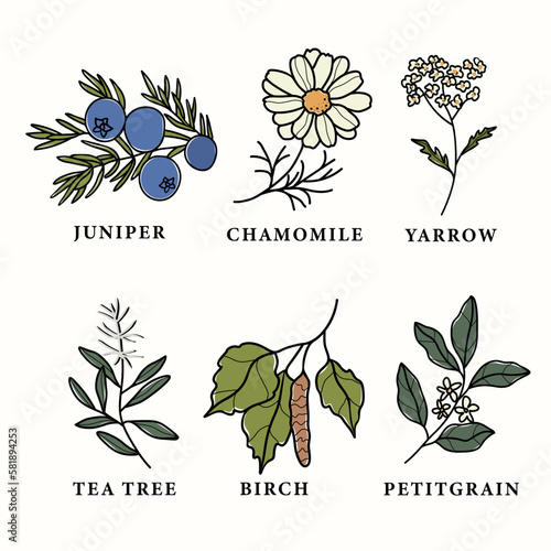 Line art essential oil plants and flowers set