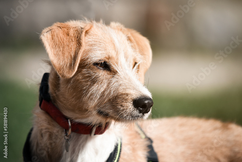 Portrait of a beautiful rescued dog taken during his free walk ©  Zlatko59