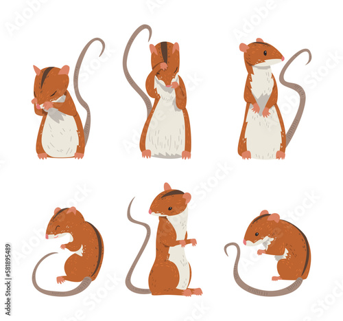 Field Mouse as Small Rodent with Long Tail and Dorsal Black Stripe Vector Set