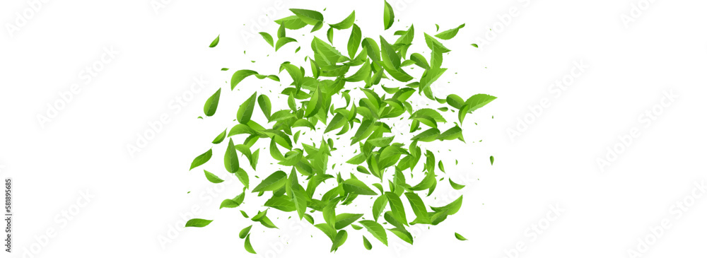 Lime Foliage Tea Vector Panoramic White Lime Foliage Tea Vector Panoramic White