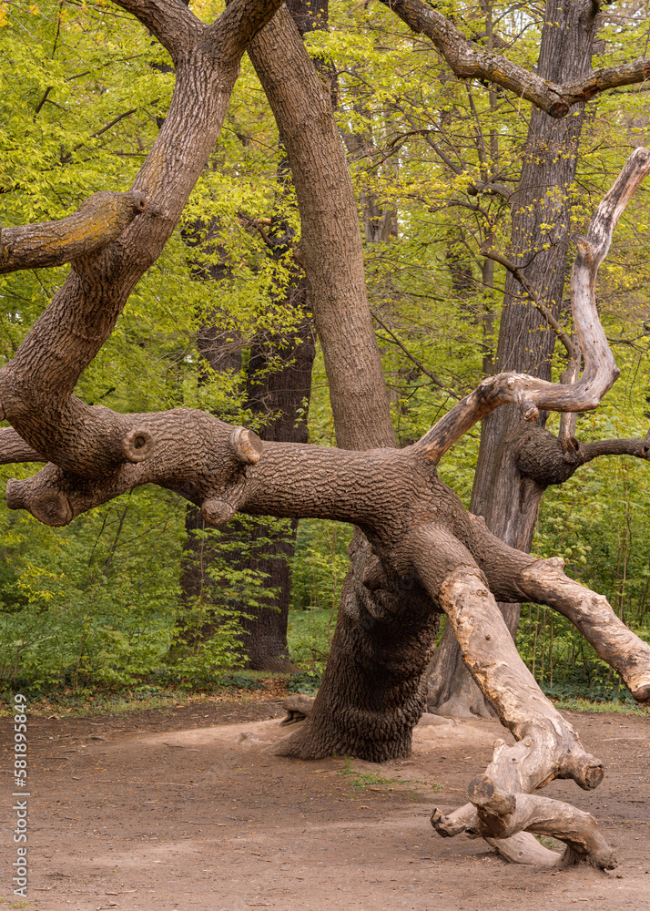 Fototapeta premium Large branched, gnarled tree with pruned, thick branches in a green park