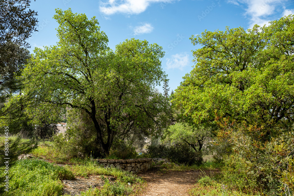 Obraz premium Forest in northern Israel near Migdal HaEmek