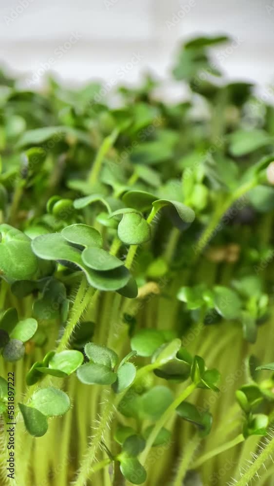Vertical screen: Rotation of lettuce microgreens on a white background. Germination of green mustard plants. Juicy young sprouts in containers. Germination of cereal seeds. Vertical screen: Rotation of lettuce microgreens on a white background. Germination of green mustard plants. Juicy young sprouts in containers. Germination of cereal seeds.