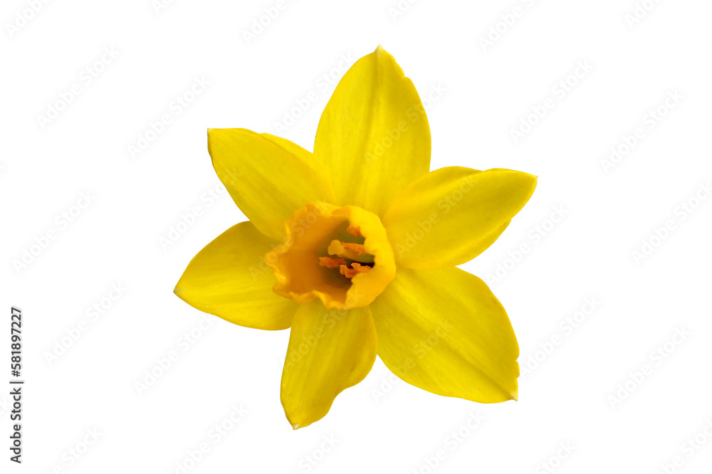 Spring with the yellow narcis on a white background