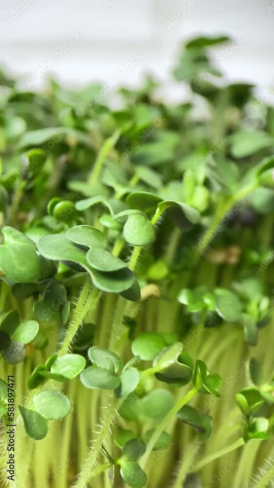 Vertical screen: Rotation of lettuce microgreens on a white background. Germination of green mustard plants. Juicy young sprouts in containers. Germination of cereal seeds. Vertical screen: Rotation of lettuce microgreens on a white background. Germination of green mustard plants. Juicy young sprouts in containers. Germination of cereal seeds.