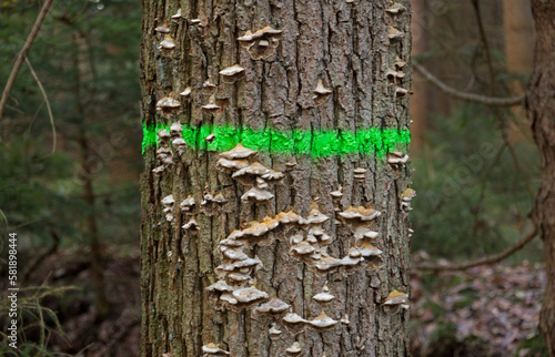 Oak tree, sick and dying, infested with mushrooms, marked with green paint marked to be cut down photo