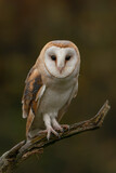 Cute and beautiful Barn owl (Tyto alba) on a branch. Autumn background.  Noord Brabant in the Netherlands.                       