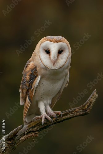 Cute and beautiful Barn owl (Tyto alba) on a branch. Autumn background. Noord Brabant in the Netherlands. 