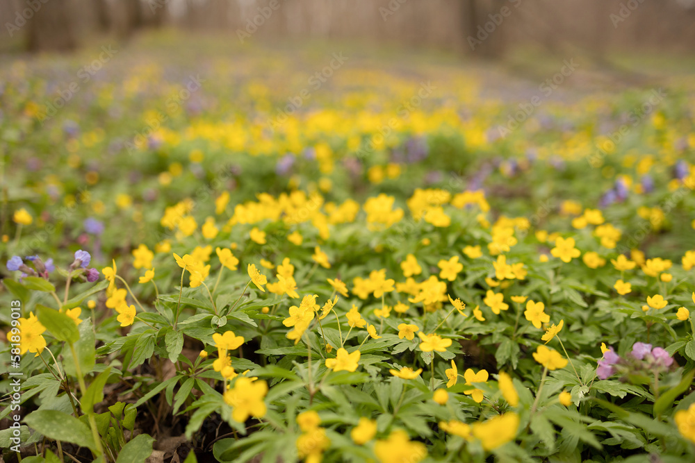 Fototapeta premium Spring clean. A clearing of yellow flowers of spring chistyak in the forest. Soft focus