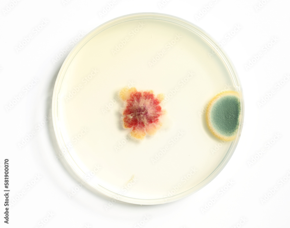 A petri dish with growing cultures of fungi and