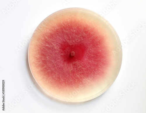 Tableau sur toile Culture of mold growing in a petri dish on a PDA, agar nutrient plate, colonies of Fusarium
