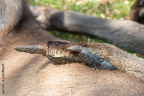 Close up of claws of eastern grey forester kangaroo