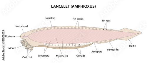Lancelet or Amphioxus  Branchiostoma . The lancelet is a small  translucent  fish-like animal.