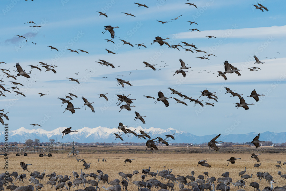 Migrating Greater Sandhill Cranes in Monte Vista, Colorado Migrating Greater Sandhill Cranes in Monte Vista, Colorado