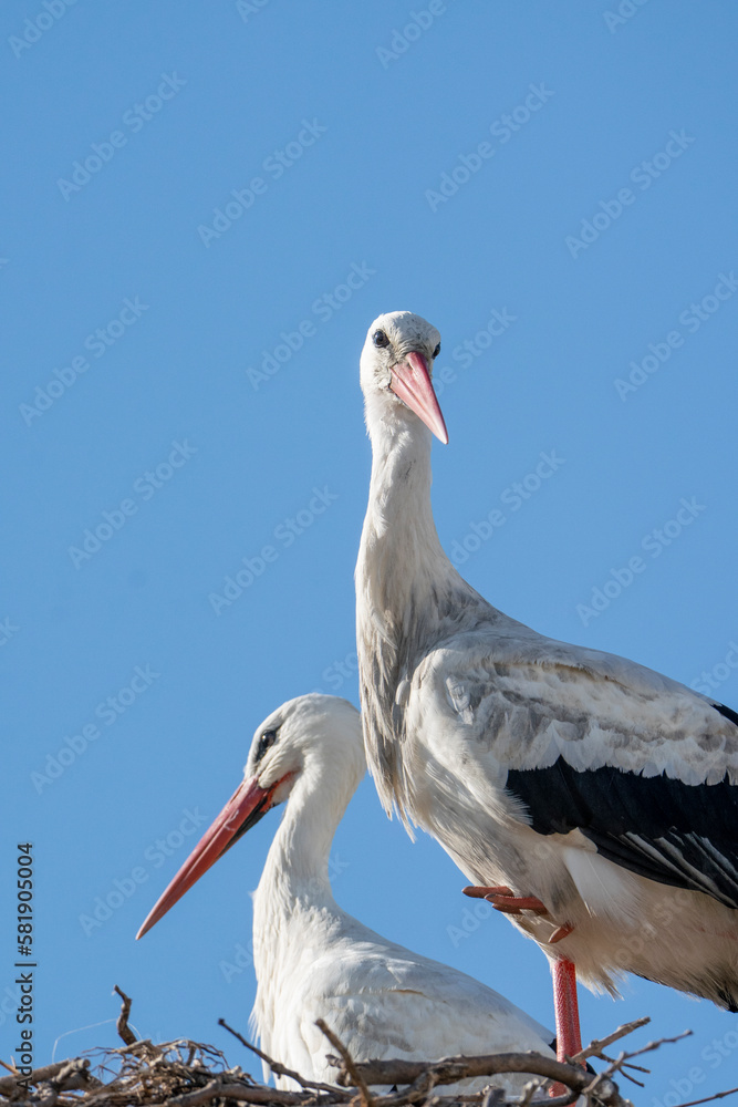 Fototapeta premium Close up stork portrait with beautiful blue sky 