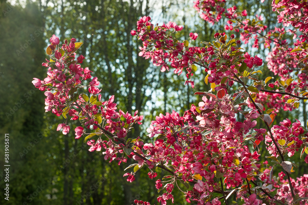 Ornamental cultivated malus apple tree flowering during springtime, toringo scarlet bright leaves and pink flowers in bloom