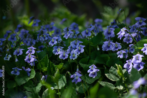 Wild Spring Violets on the Lawn
