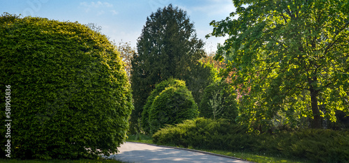 beautiful landscaping, bushes and trees in the park of different shapes and species photo