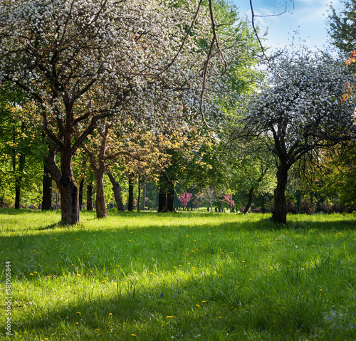 a bright spring lawn in the park, the sun's rays during the flowering of deco...