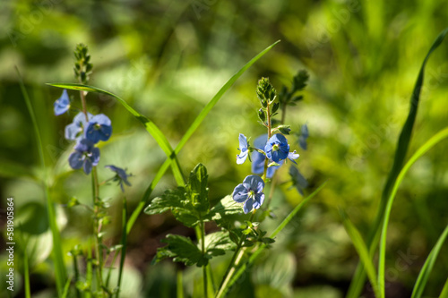 Closeup on the brlliant blue flowers Veronica chamaedrys photo