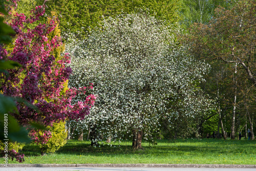 apple trees of Nedzvetsky during the flowering of decorative trees, against t...
