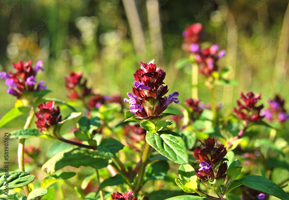 Self Heal plant flower, a bush of Prunella vulgaris plant close up in the garden
Self Heal plant flower, a bush of Prunella vulgaris plant close up in the garden