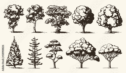 A collection of tree sketches in a vintage engraving style photo