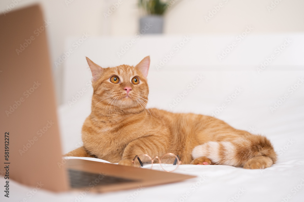 A cute ginger cat lies in bed with his laptop. The pet with the glasses works remotely like a human. A cute ginger cat lies in bed with his laptop. The pet with the glasses works remotely like a human.