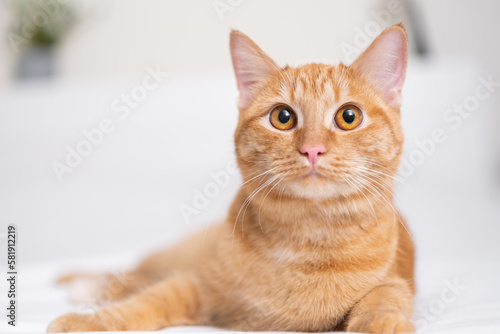 Fotografie, Tablou A cute ginger cat lies in a white bed. A pet in a cozy bedroom