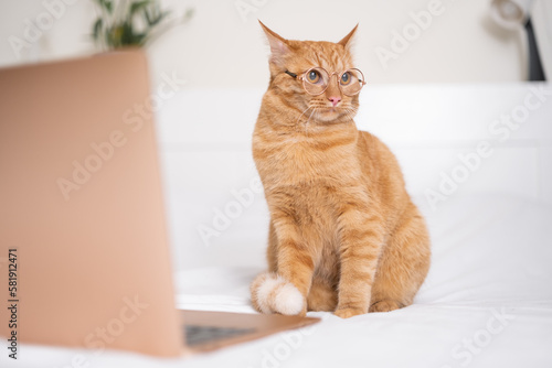 Fototapeta Naklejka Na Ścianę i Meble -  A cute ginger cat lies in bed with his laptop. The pet with the glasses works remotely like a human.