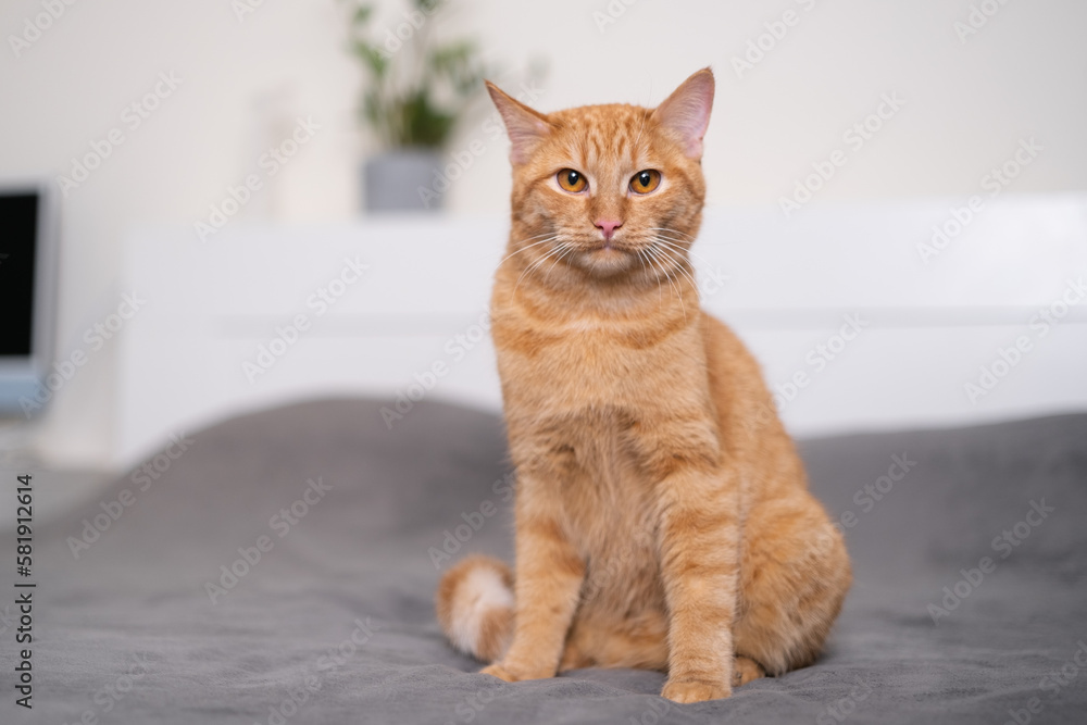 A cute ginger cat is lying on a gray plaid in the bedroom. The concept of pets in a cozy home