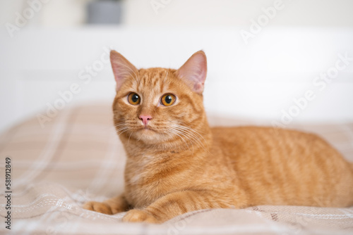 Cute ginger cat lying on orange plaid in the bedroom. The concept of pets in a cozy home