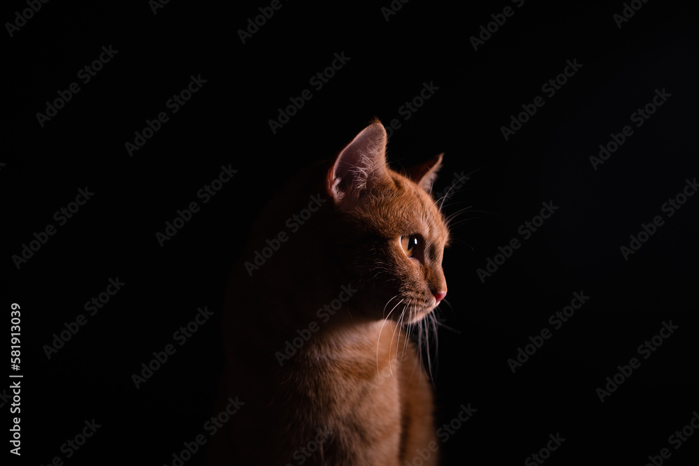 A beautiful red cat sitting on a black background.