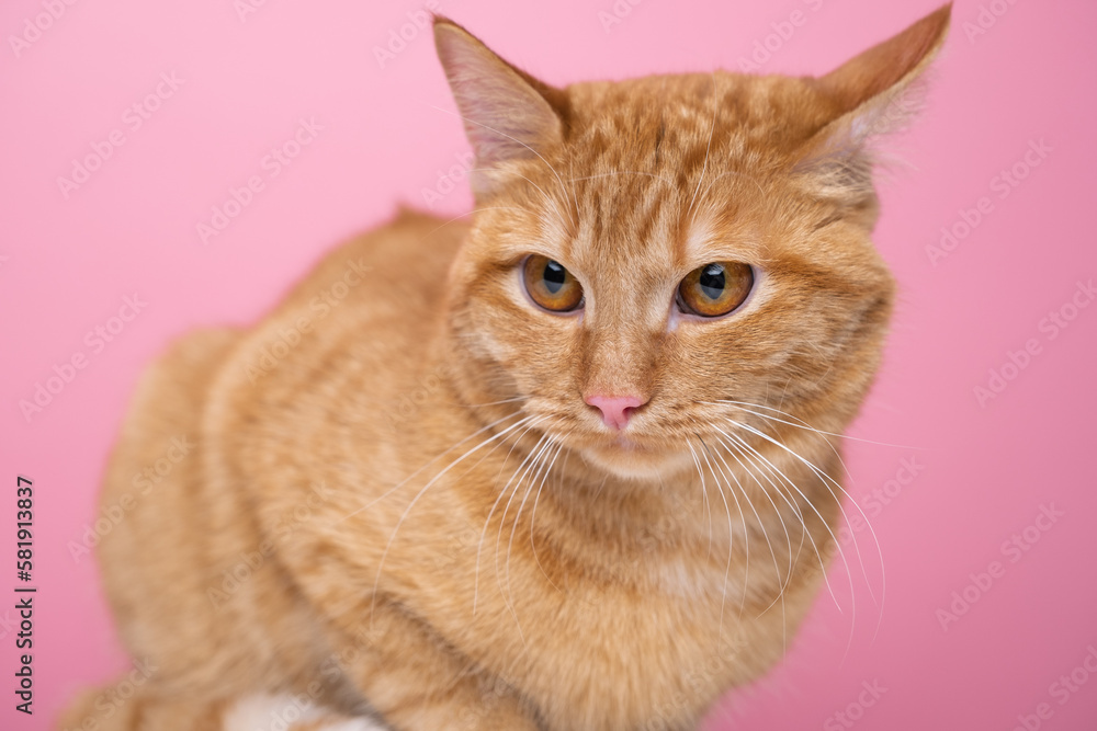 A red cat is sitting on a pink background.