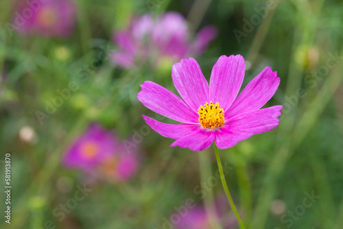 Beautiful purple Cosmos flower in the garden. Violet flowers pictures. Cosmos bipinnatus, commonly called the garden cosmos