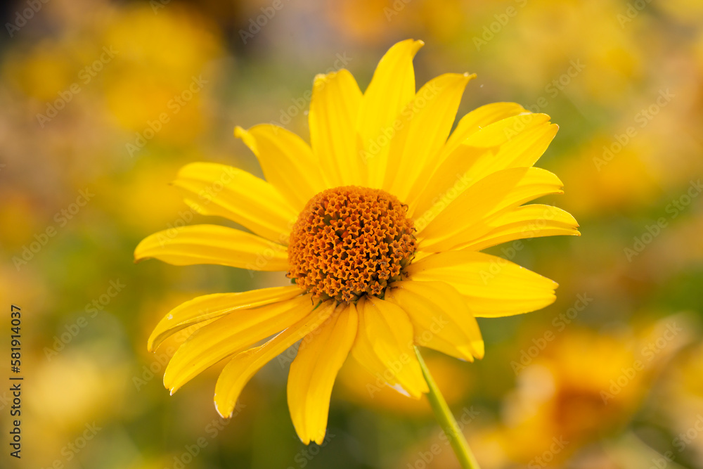 Heliopsis helianthoides, false sunflower, in bloom. A beautiful yellow flower on a yellow blurry background. Floral summer background Heliopsis helianthoides, false sunflower, in bloom. A beautiful yellow flower on a yellow blurry background. Floral summer background