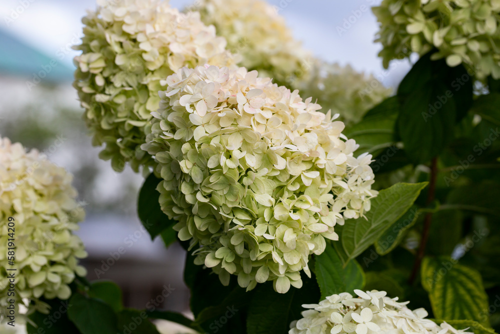 Hydrangea paniculata, the panicled hydrangea, is a species of flowering plant Hydrangea paniculata, the panicled hydrangea, is a species of flowering plant