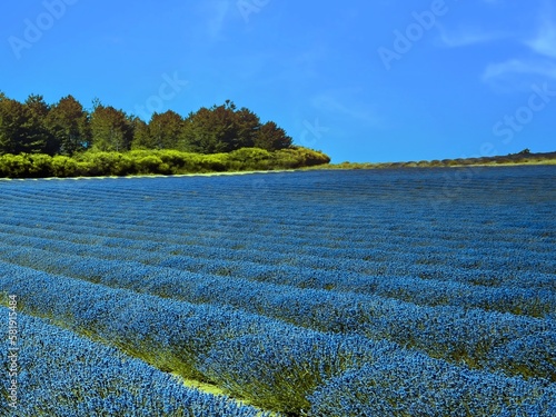 Lavender Field, near Bagnon, The Vaucluse, Provence, France.