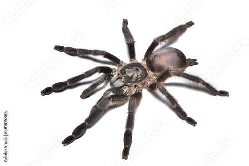 Closeup of a female of the Purple tree spider Tapinauchenius plumipes, a common pet tarantula originating from Guyana, Suriname, French Guiana and Brazil photographed on white background.