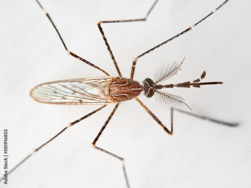 Animal. Insect. Mosquito Culiseta longiareolata Animal. Insect. Mosquito Culiseta longiareolata