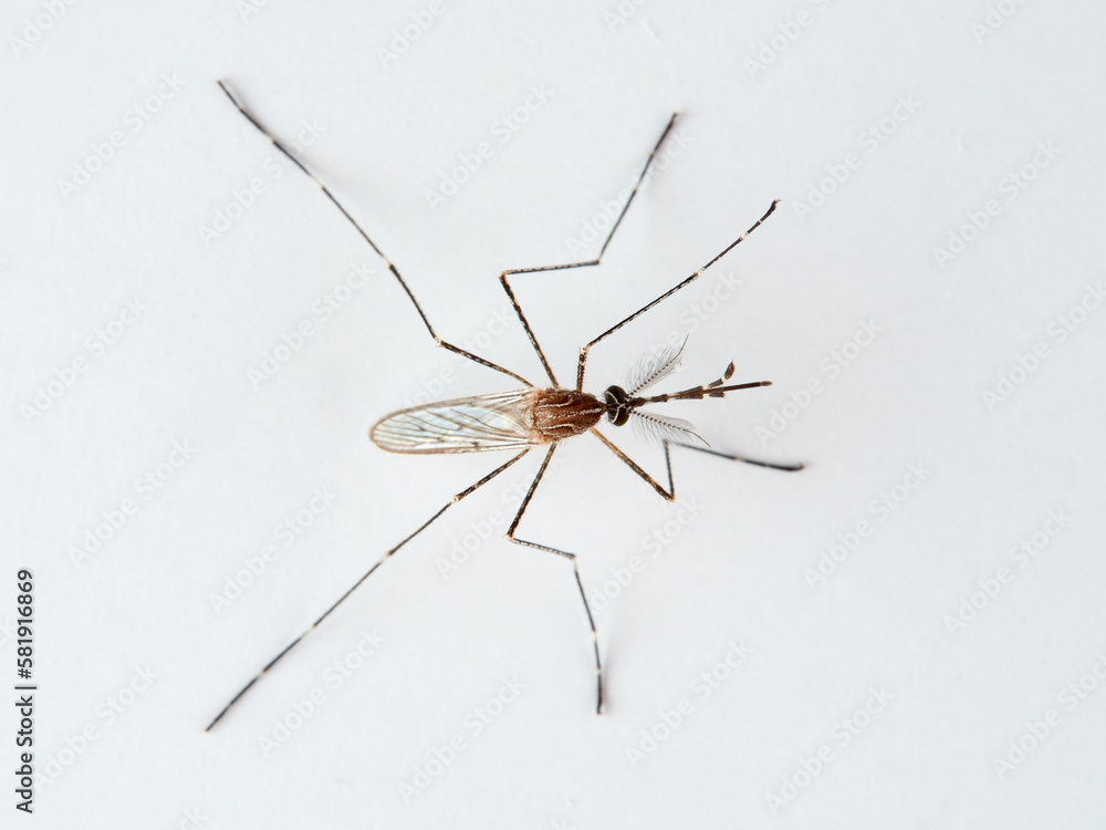 Animal. Insect. Mosquito Culiseta longiareolata Animal. Insect. Mosquito Culiseta longiareolata