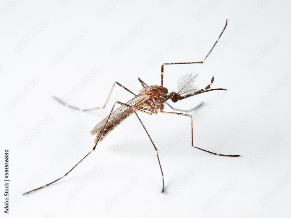 Animal. Insect. Mosquito Culiseta longiareolata  