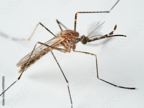 Animal. Insect. Mosquito Culiseta longiareolata 