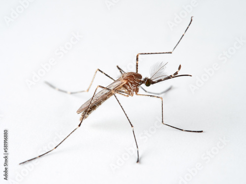 Animal. Insect. Mosquito Culiseta longiareolata   © Macronatura.es