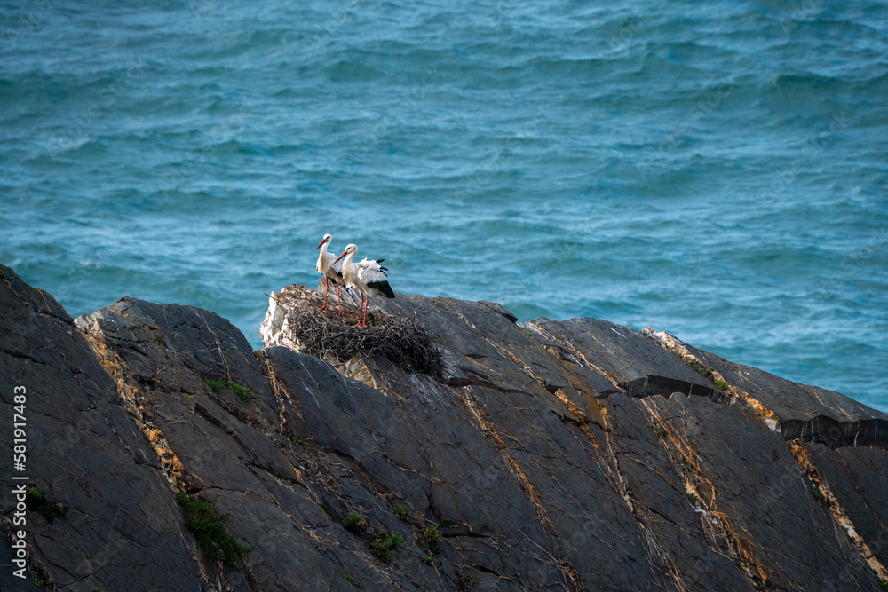 Fototapeta premium stork nesting on cliffs with sea in the background