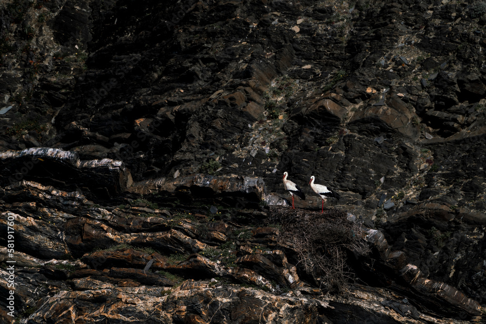 Obraz premium stork nesting on cliffs with sea in the background