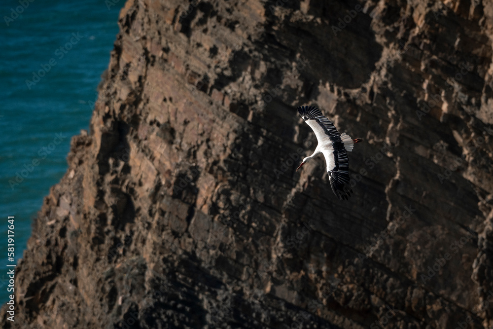 stork nesting on cliffs with sea in the background stork nesting on cliffs with sea in the background